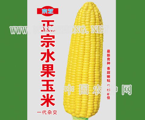正宗水果玉米